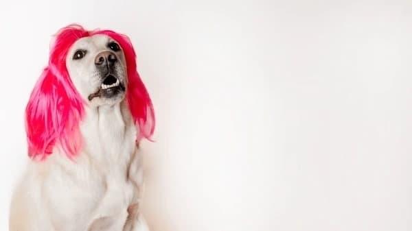 does kamala wear a wig Examining the Evidence with Photos, Styling Clues and Expert Insight